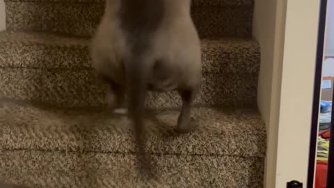 Dog Is So Happy He Loses His Balance