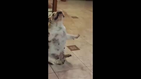 Funny animal videos 2025