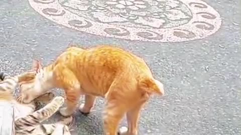 “Kitten Caught Destroying the Chair… Until the Queen Cat Wakes Up! 😂👑”