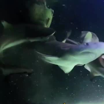 Who would win in a battle between a great white shark and a school of piranhas?