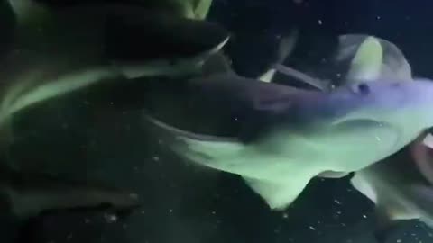 Who would win in a battle between a great white shark and a school of piranhas?