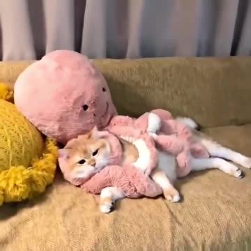 Very rare footage of a cat caught by an octopus.. 😅