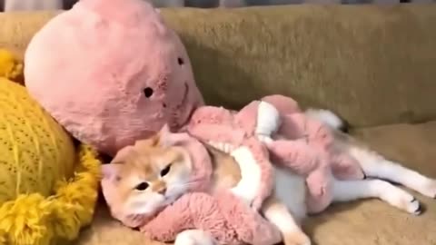 Very rare footage of a cat caught by an octopus.. 😅