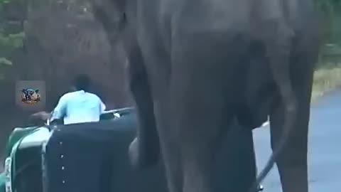Elephants attack the vehicle 🐘🐘