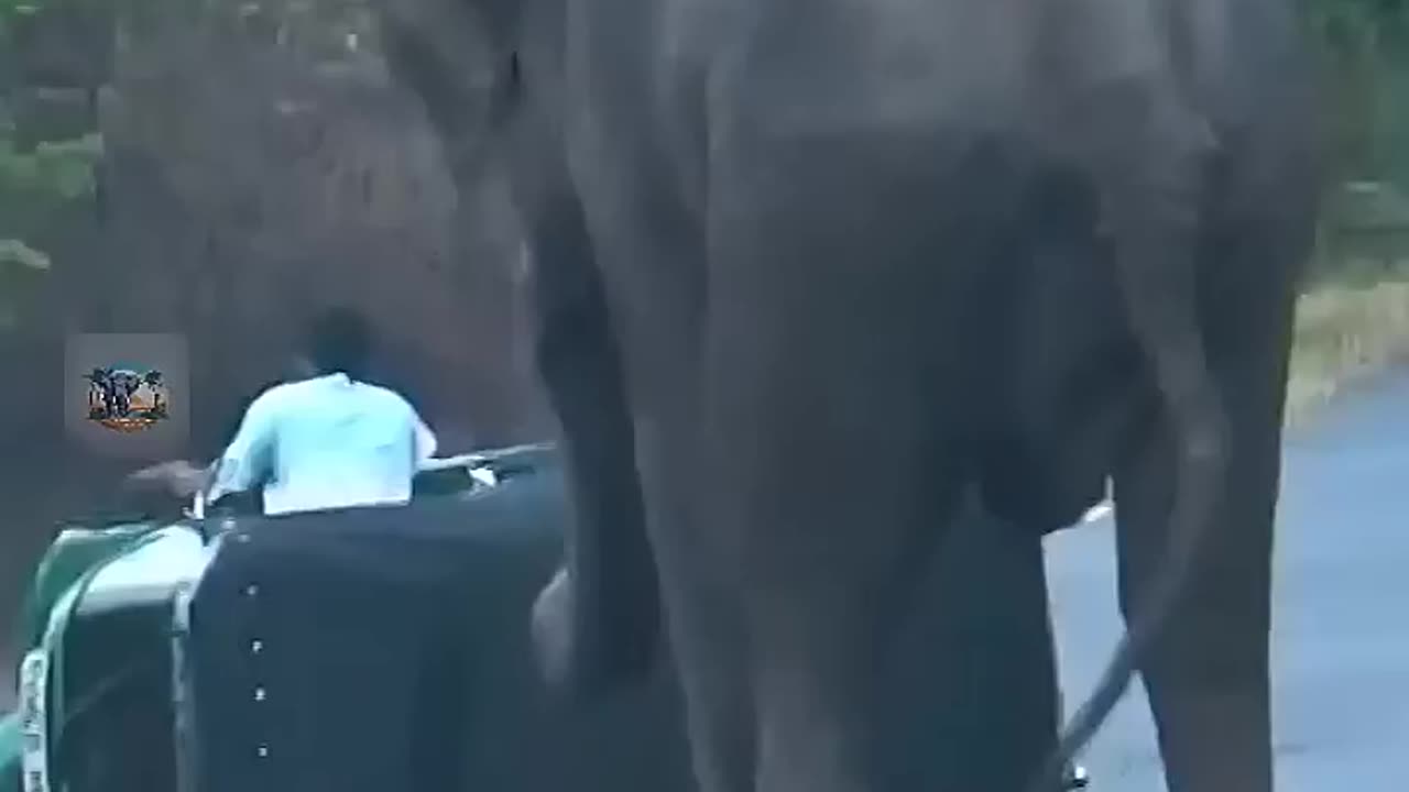 Elephants attack the vehicle 🐘🐘