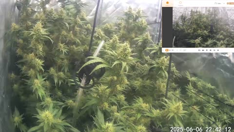 I Grew Two Strains Of Cannabis Side By Side - Which Is Better?