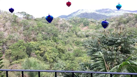 Puerto Vallarta Botanical Garden (Jalisco, Mexico) 4