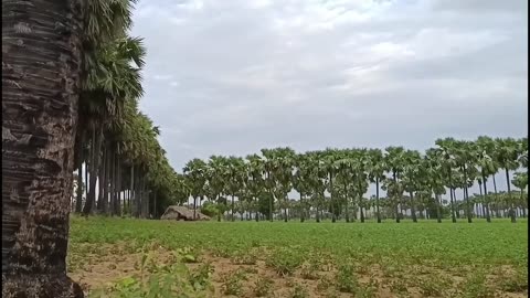 💥🚧 Myanmar War | PDF Tests IEDs and Ambushes Convoy in Kyaoh | RCF