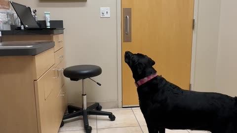 Dog Starts Beef With Vet Office's Cat Art
