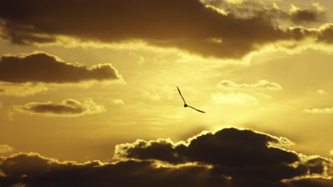 Follow the Light of Christ