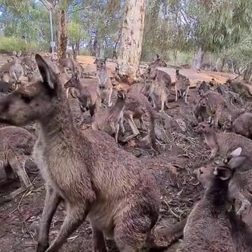 Kangaroo diaries only in Australia 🇦🇺