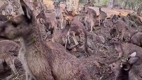 Kangaroo diaries only in Australia 🇦🇺