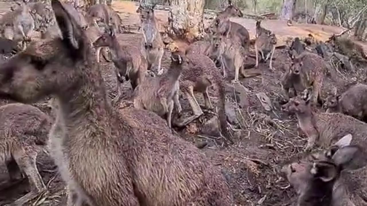 Kangaroo diaries only in Australia 🇦🇺