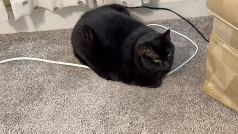 Cute Precious Piper is a Traffic Cone in the Primary Bedroom - My Adopted Shelter Cat Vlog