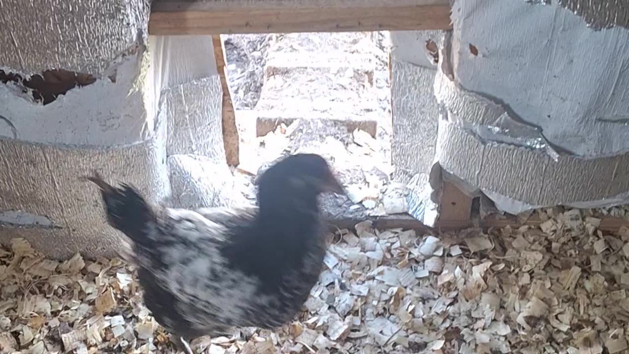 No eggs...maybe the kids got them