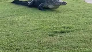 Gator in Florida