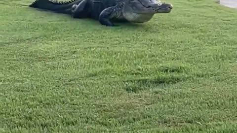 Gator in Florida