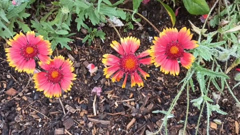 Blanket Flowers