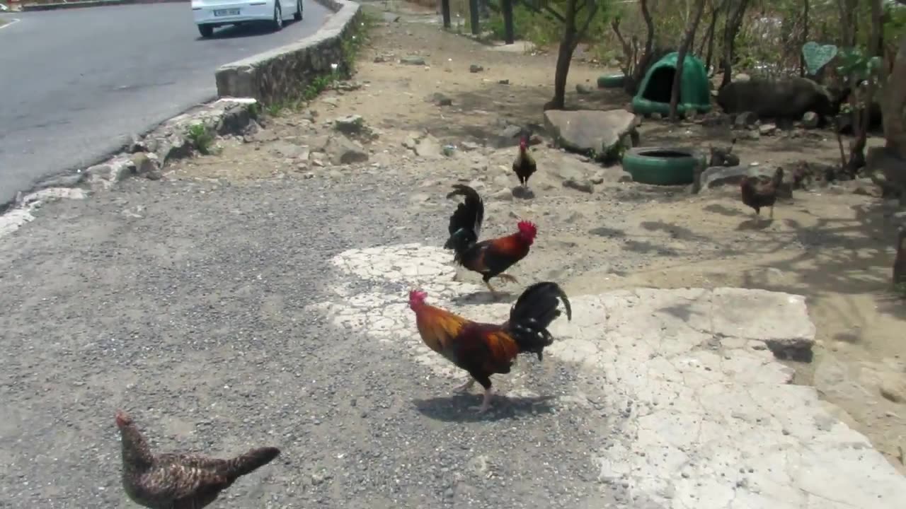 Roadside Chicken Reserve
