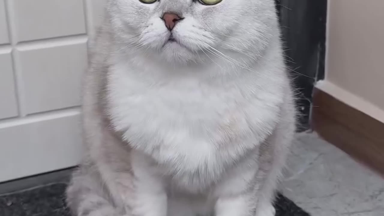 New cat 😜