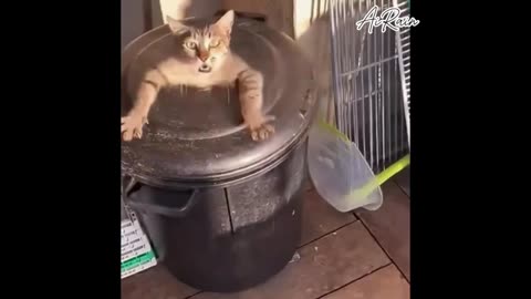 Funny animal video
