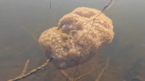 Magnificent Bryozoan