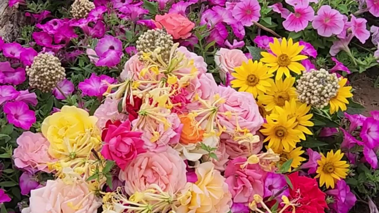 "A selection of the mornings Blossoms with breeze activated Petunias."