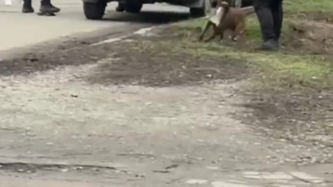 Police in Poltava, Ukraine, made the mistake of trying to forcibly mobilize a pit bull owner