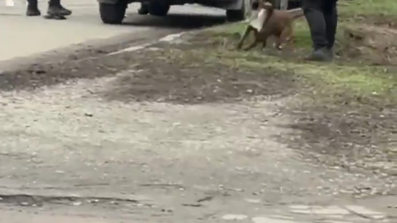 Police in Poltava, Ukraine, made the mistake of trying to forcibly mobilize a pit bull owner