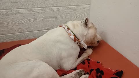 Owen 6y A868927@TRN, from kennel 164 PACC shelter a tiny bit of hesitation but all's good20251102167