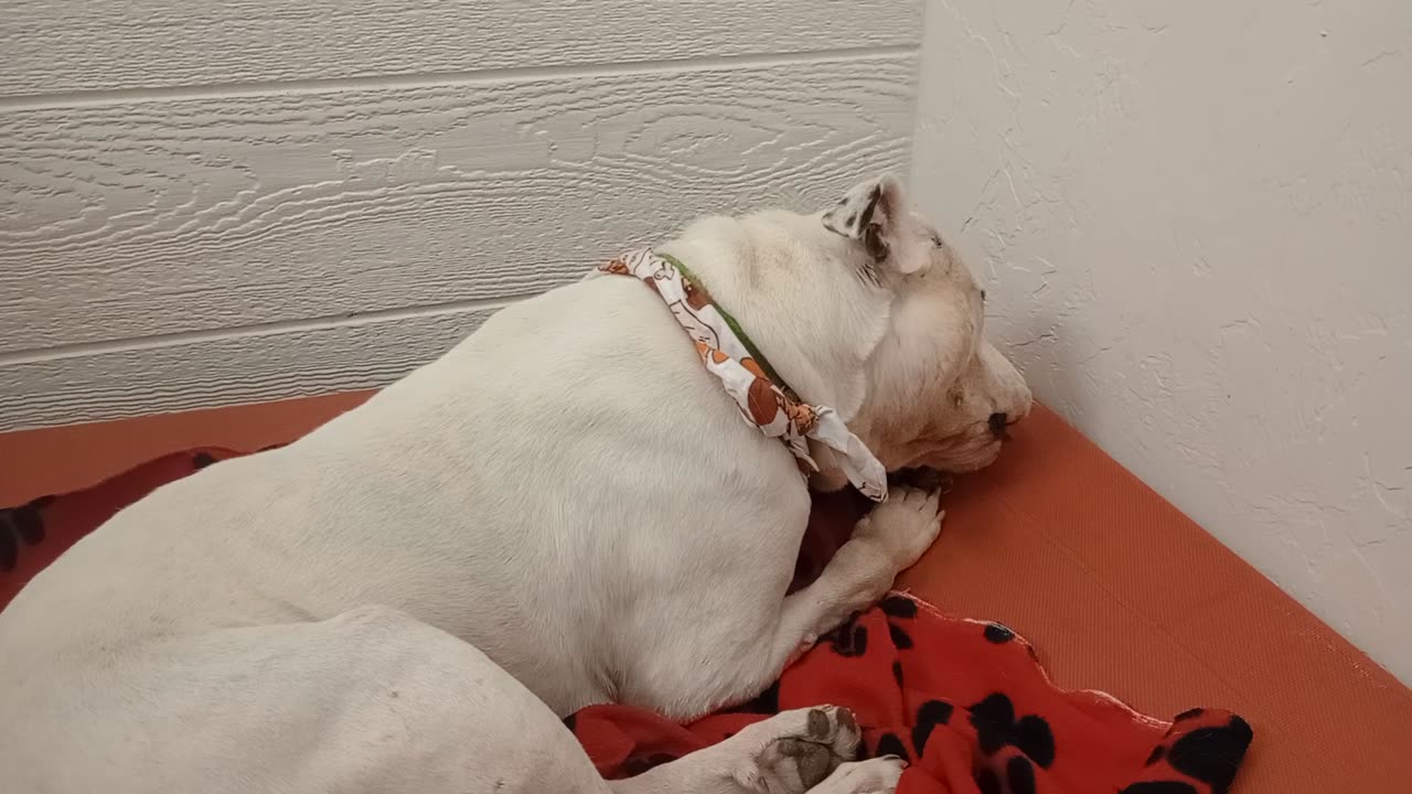 Owen 6y A868927@TRN, from kennel 164 PACC shelter a tiny bit of hesitation but all's good20251102167