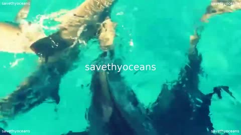 Lemon Sharks Feeding Frenzy