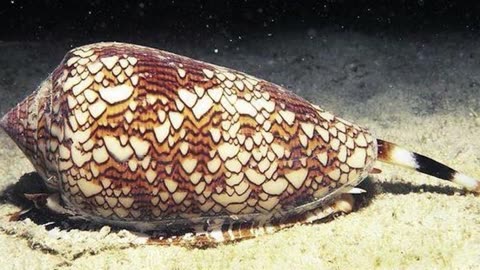 ESTE ES EL CARACOL MAS VENENOSO DEL MUNDO