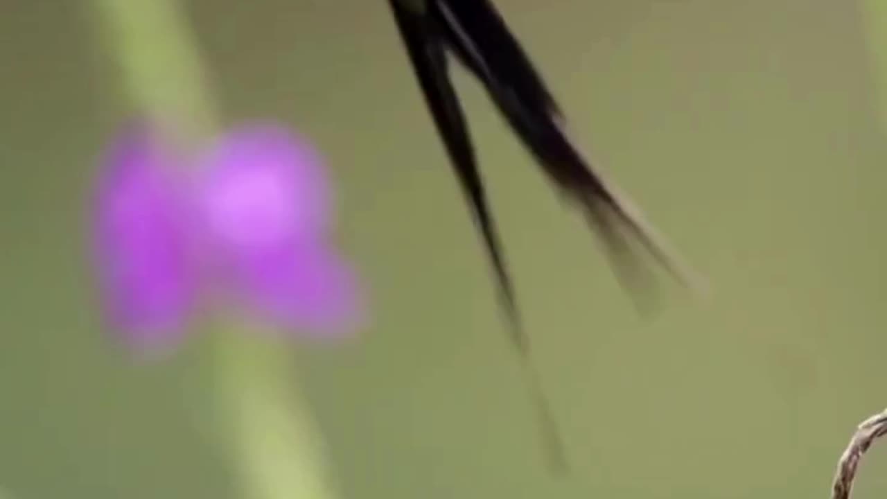 💋 Steel-crested Thorntail Courting