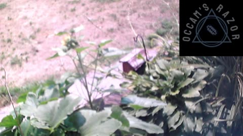 Butch the Sunflower