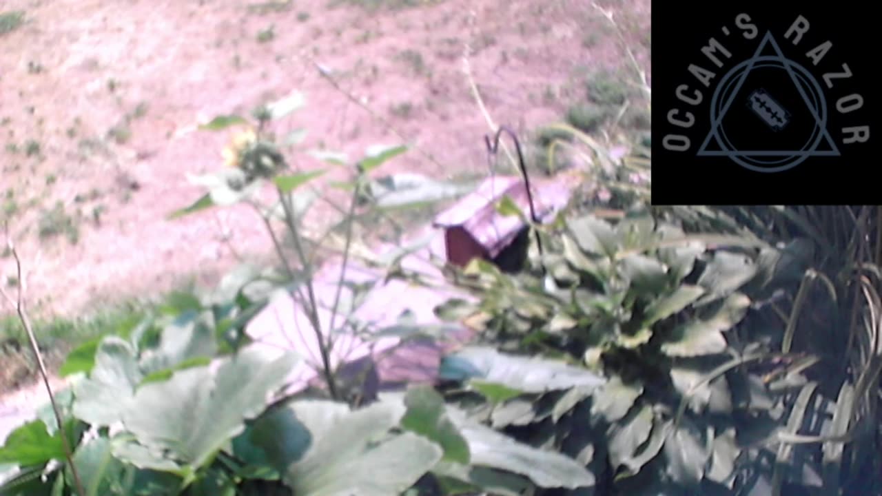 Butch the Sunflower