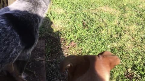 pups day 2