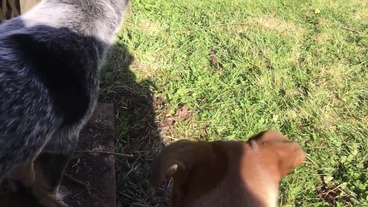 pups day 2