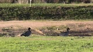 Ducks Relaxing at Jaya