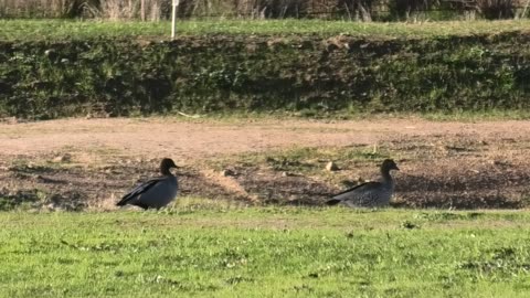 Ducks Relaxing at Jaya