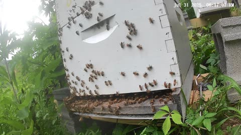 Bees on a Thursday Evening
