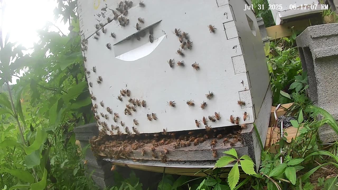Bees on a Thursday Evening