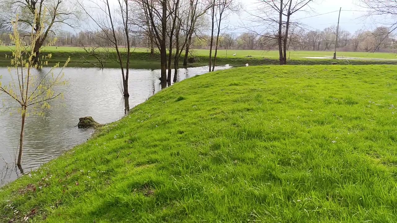 Swan Lake