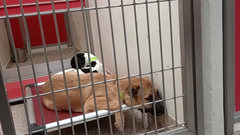 Spot 2y A874705 Renesmee 1y A878602 kennel 157 PACC shelter we're getting 2 know each other2025931
