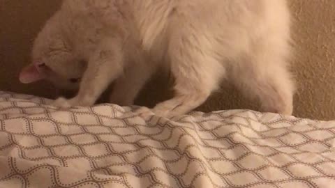 Cat Does Front Flip Off Bed