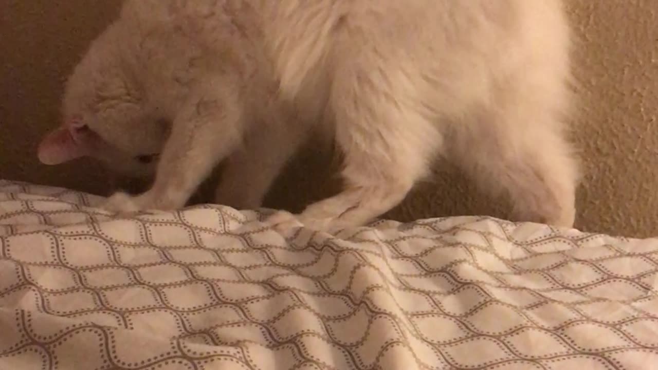 Cat Does Front Flip Off Bed