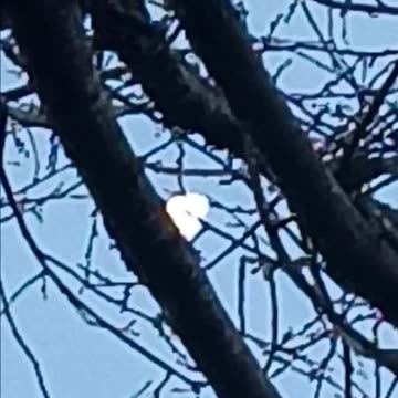 MOON TREE MOON TREE BRANCHES SILOUTTE ☢️🏹🙈