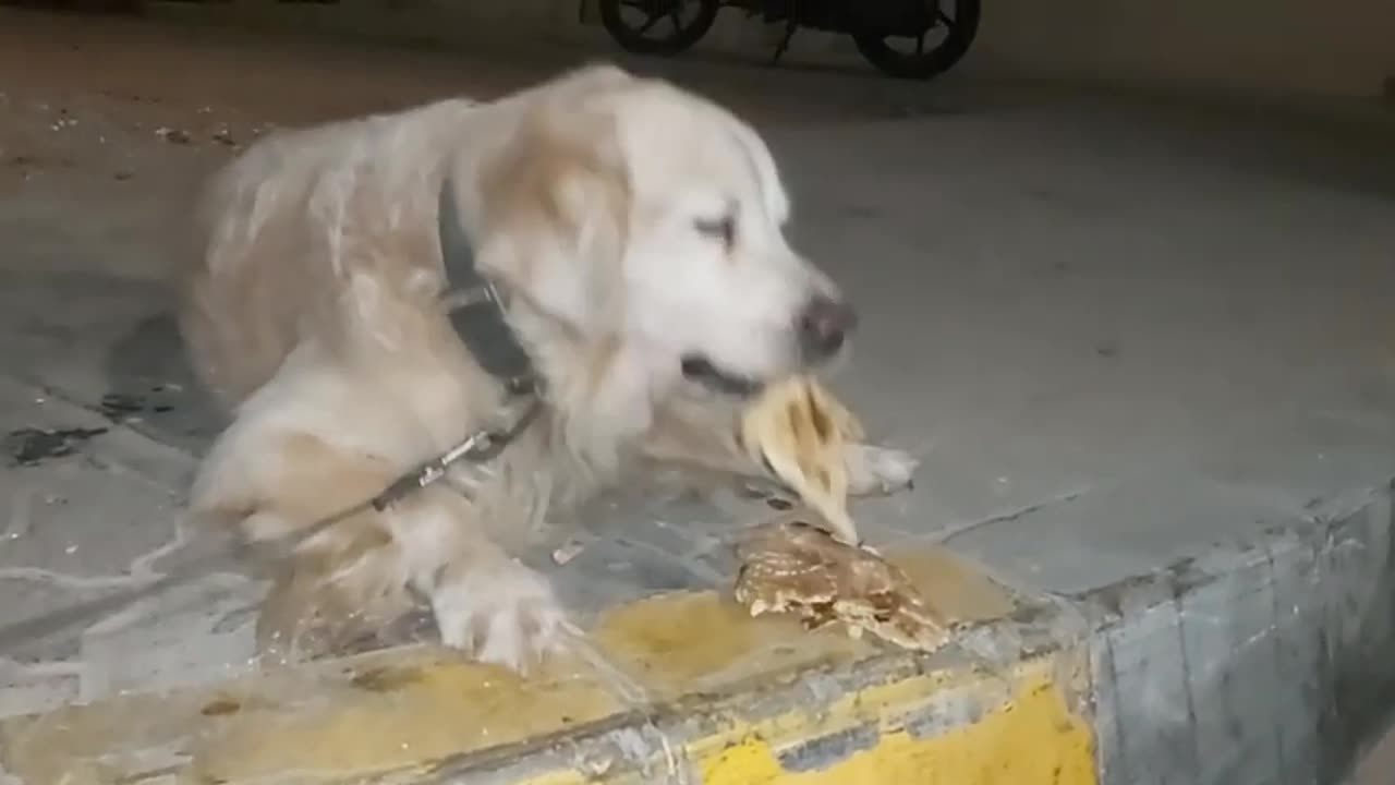Funny dog