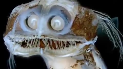 The Telescopefish resides in the deep ocean depths