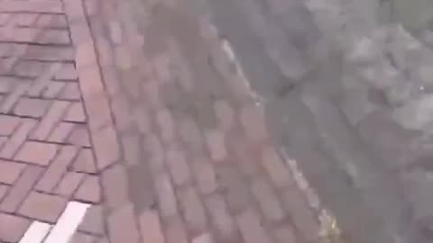 🚨BREAKING NEWS African migrants attacked elderly European man walking his dog.